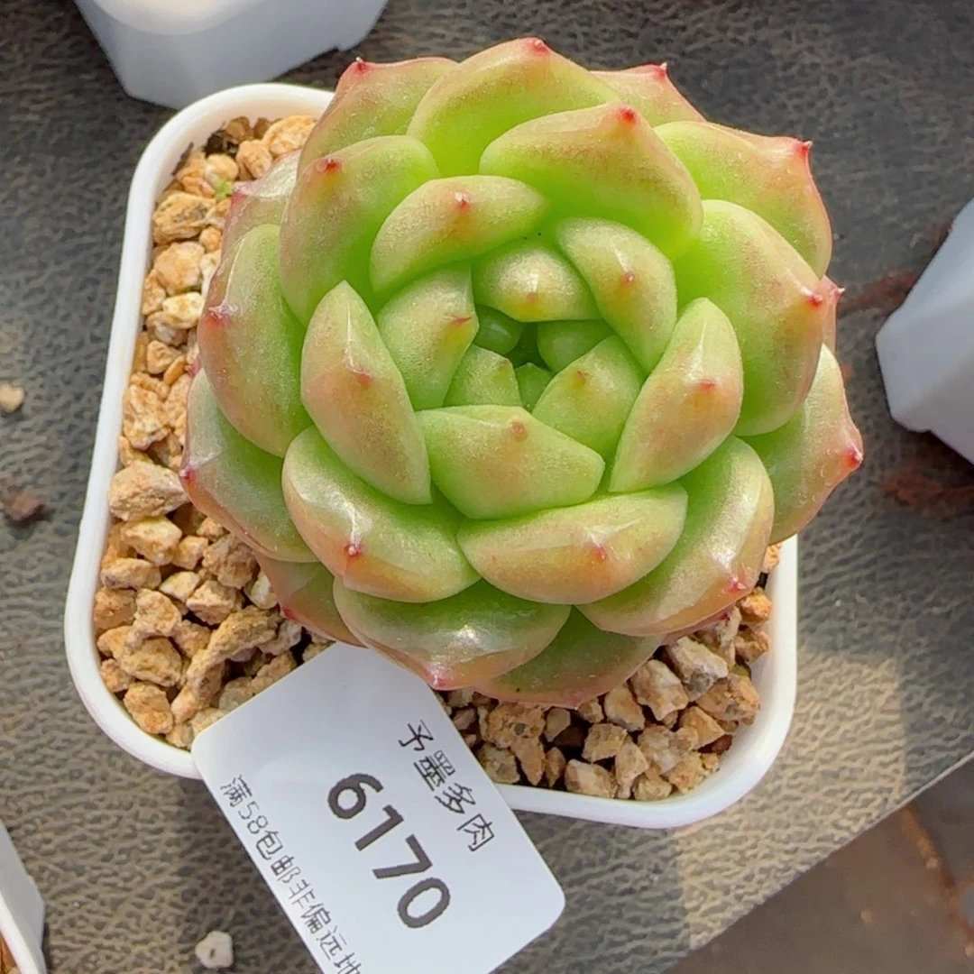 灯泡珍妮，6170 多肉植物