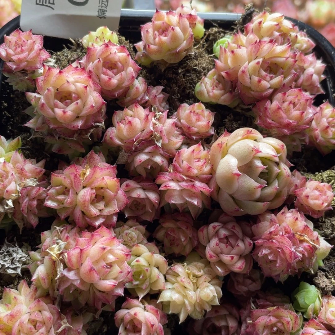 ✨****?麦秆一物一拍038