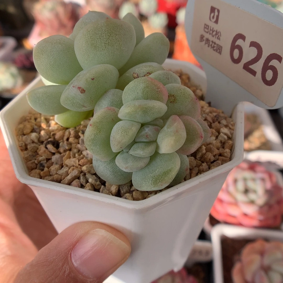 626冰玉石化多肉福利