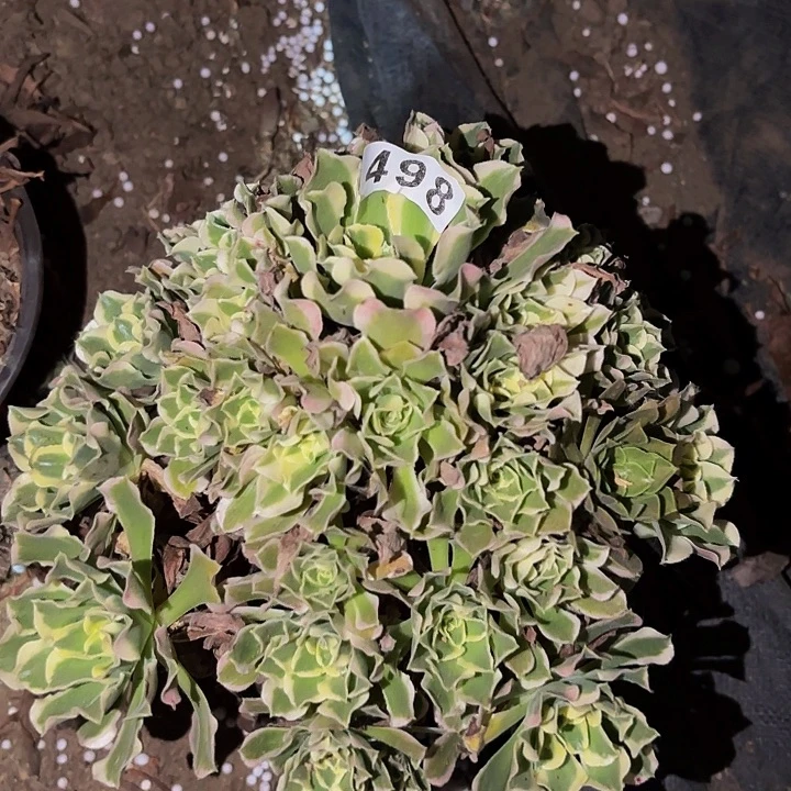 498雨花石多肉植物不售后