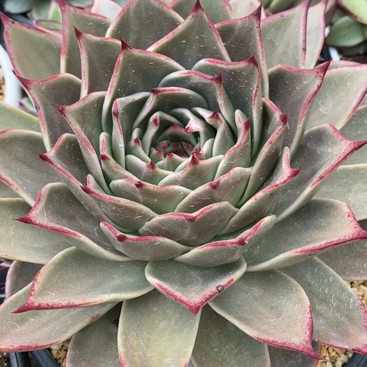 D277- 直播福利 星星