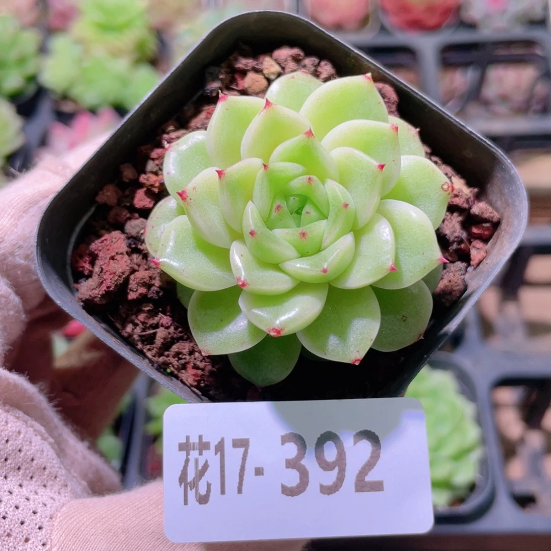 花利美17-392麦秆