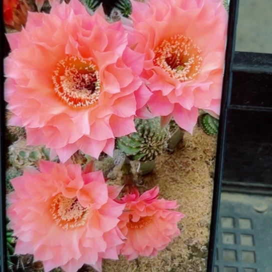 下65彩草王妃歪无根侧芽4公分左右20包邮