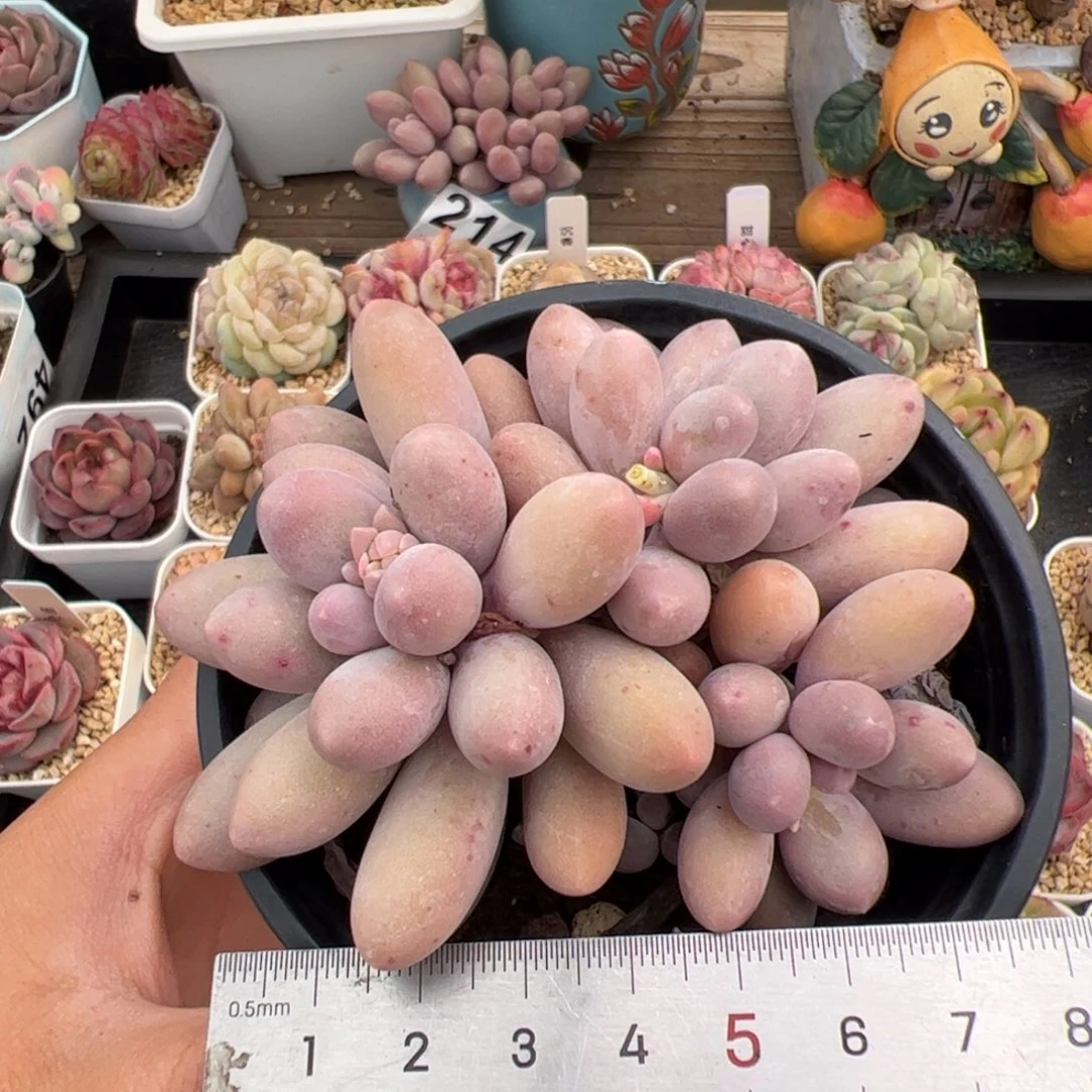 063 多肉植物组合盆栽