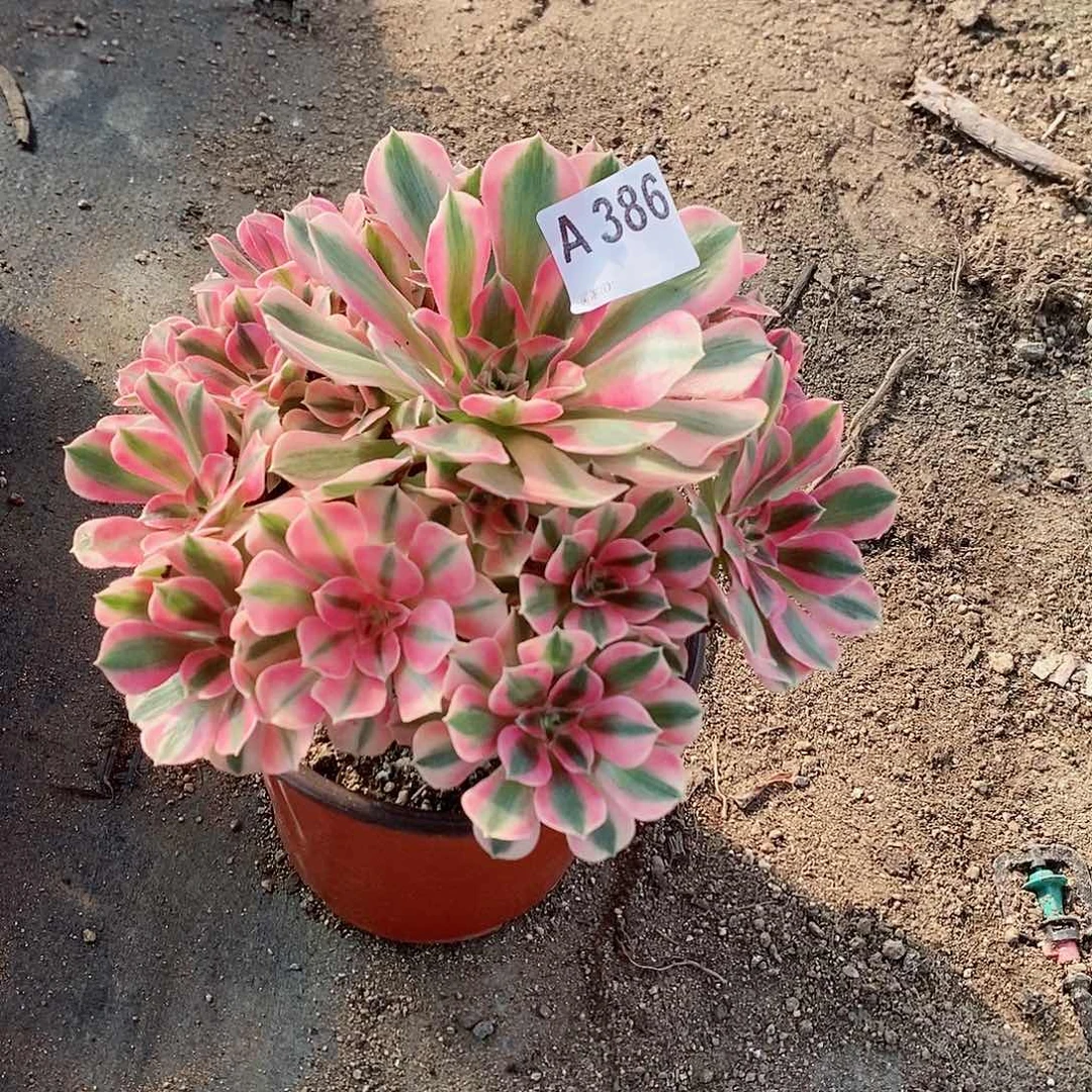 粉女巫386多肉111111