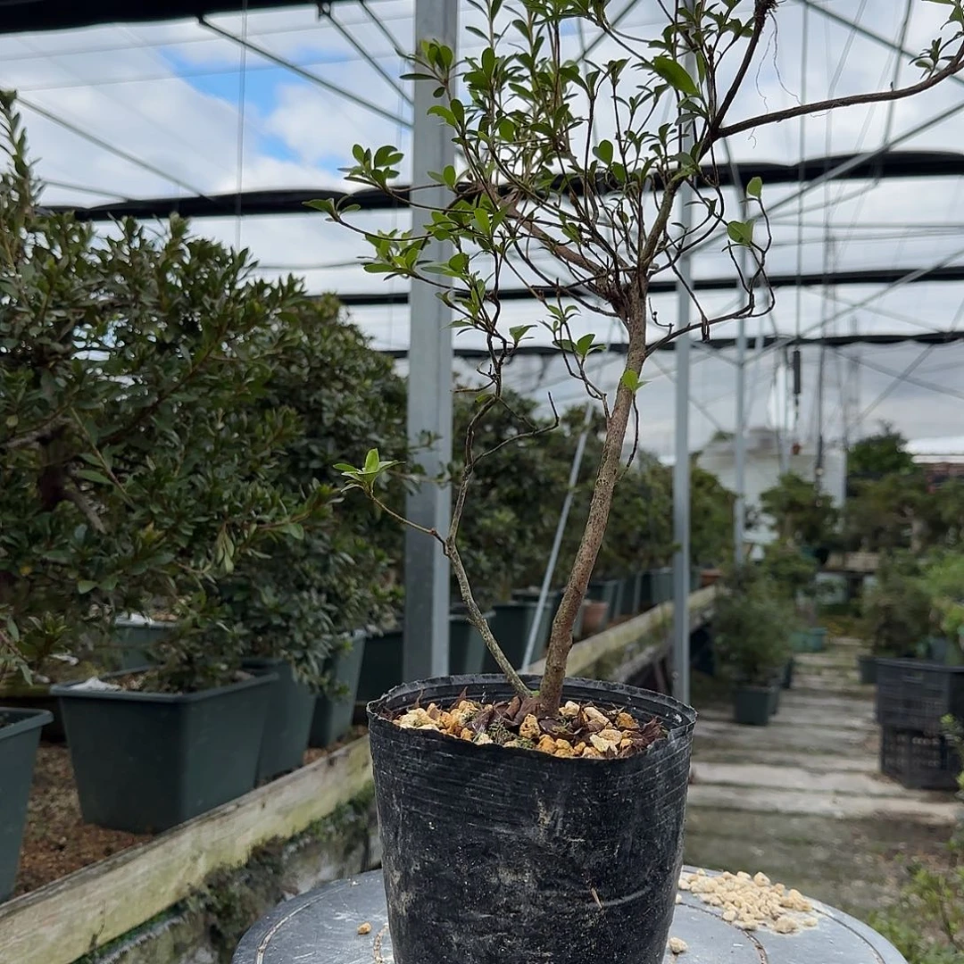 无花朵盲盒有惊喜