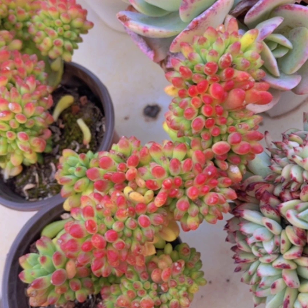 【闪购商品】柠檬手指缀19294