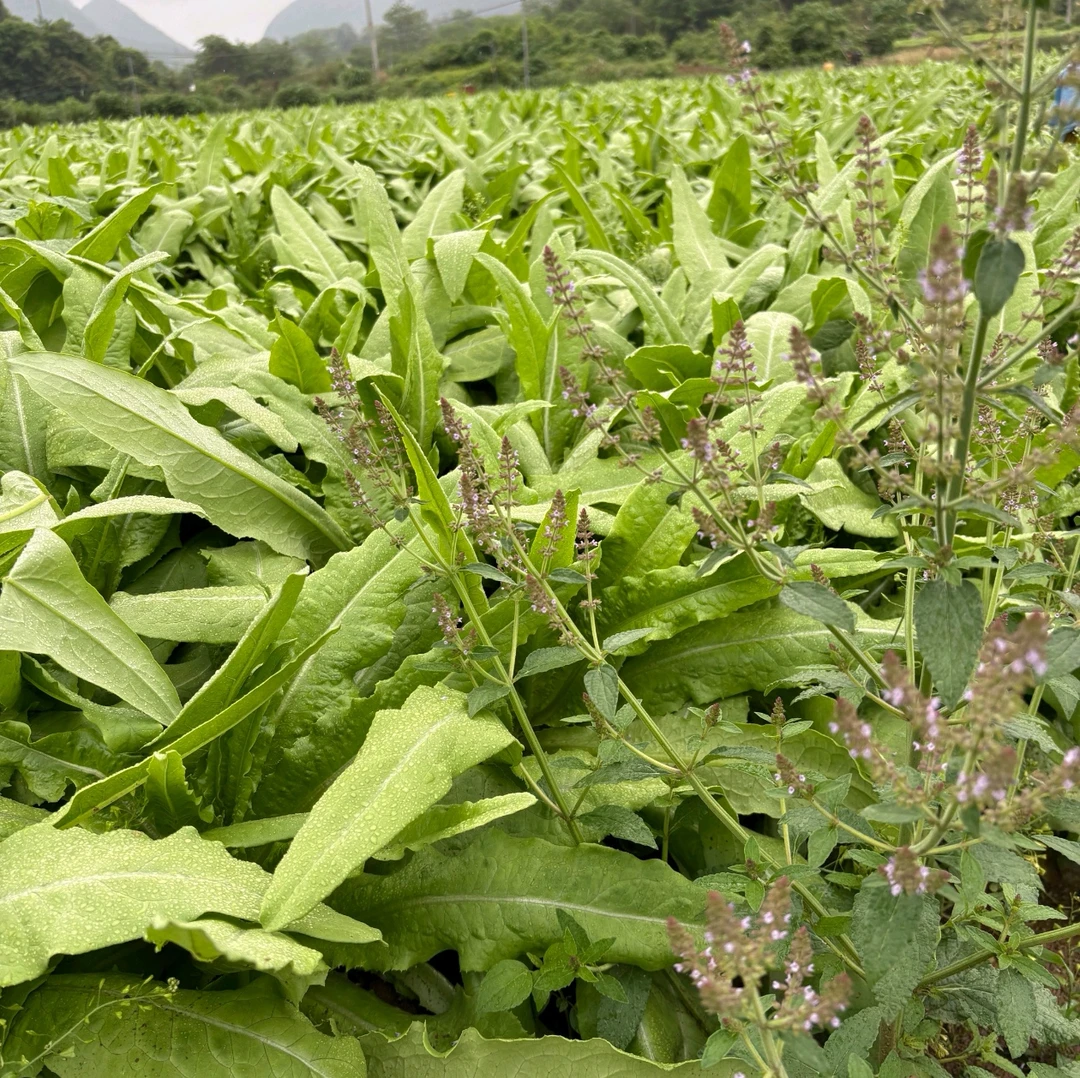 粤北连州农家种植油麦菜苦麦菜