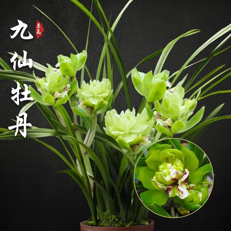 【九仙牡丹】 春兰代表 高端铭品 浓香型好养品种绿植兰花卉