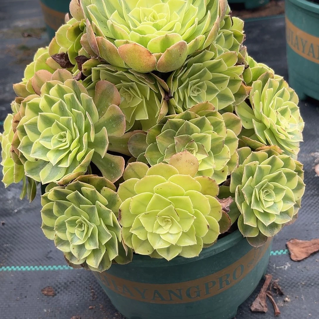 小***孃28雨河多肉植物发货
