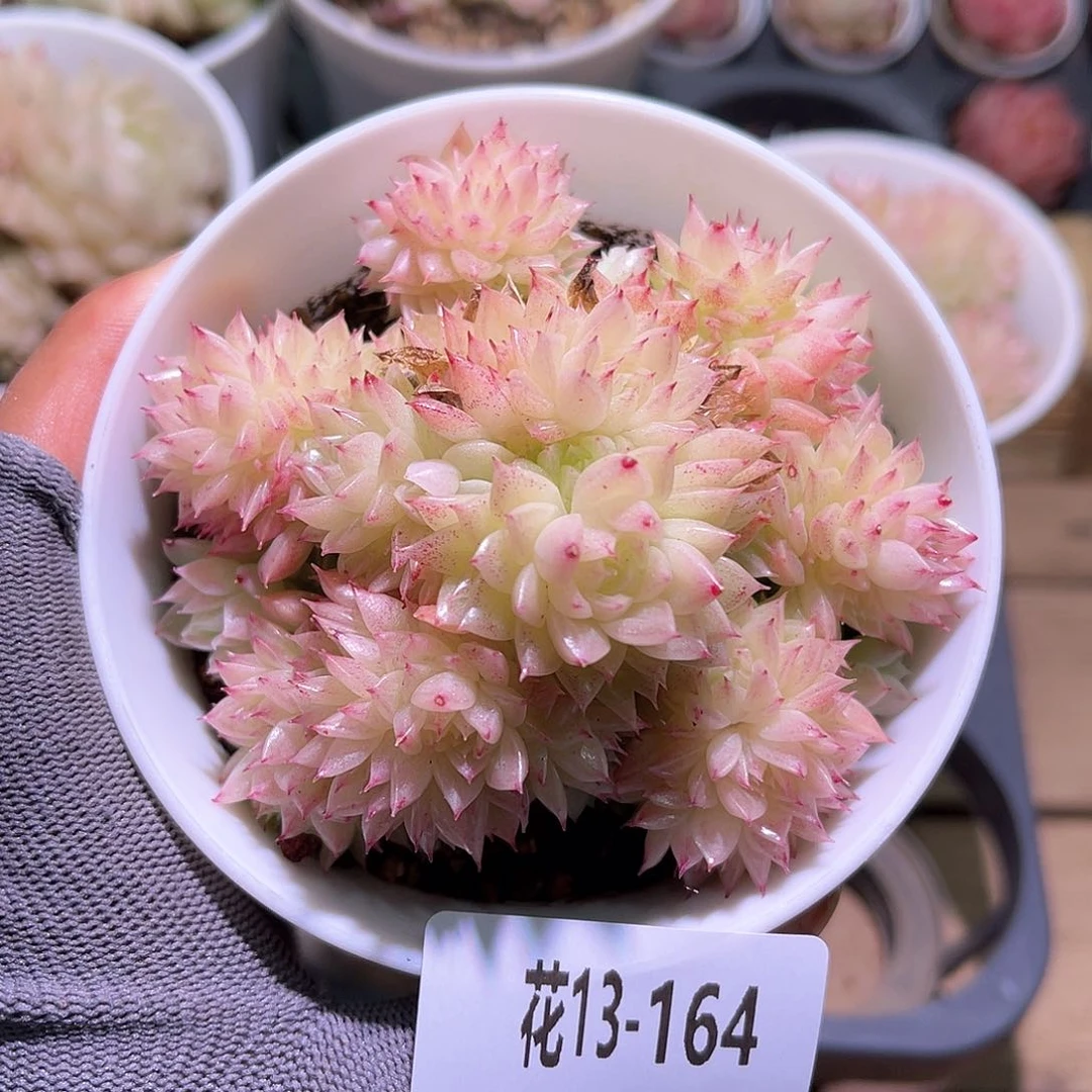 花13-164麦秆群生