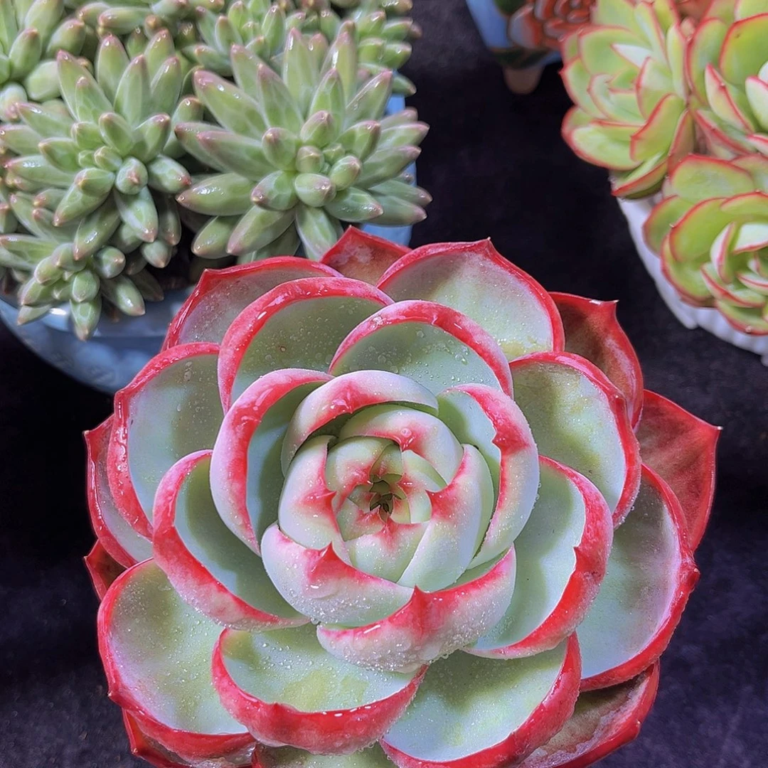 多肉植物惊鸿仙子