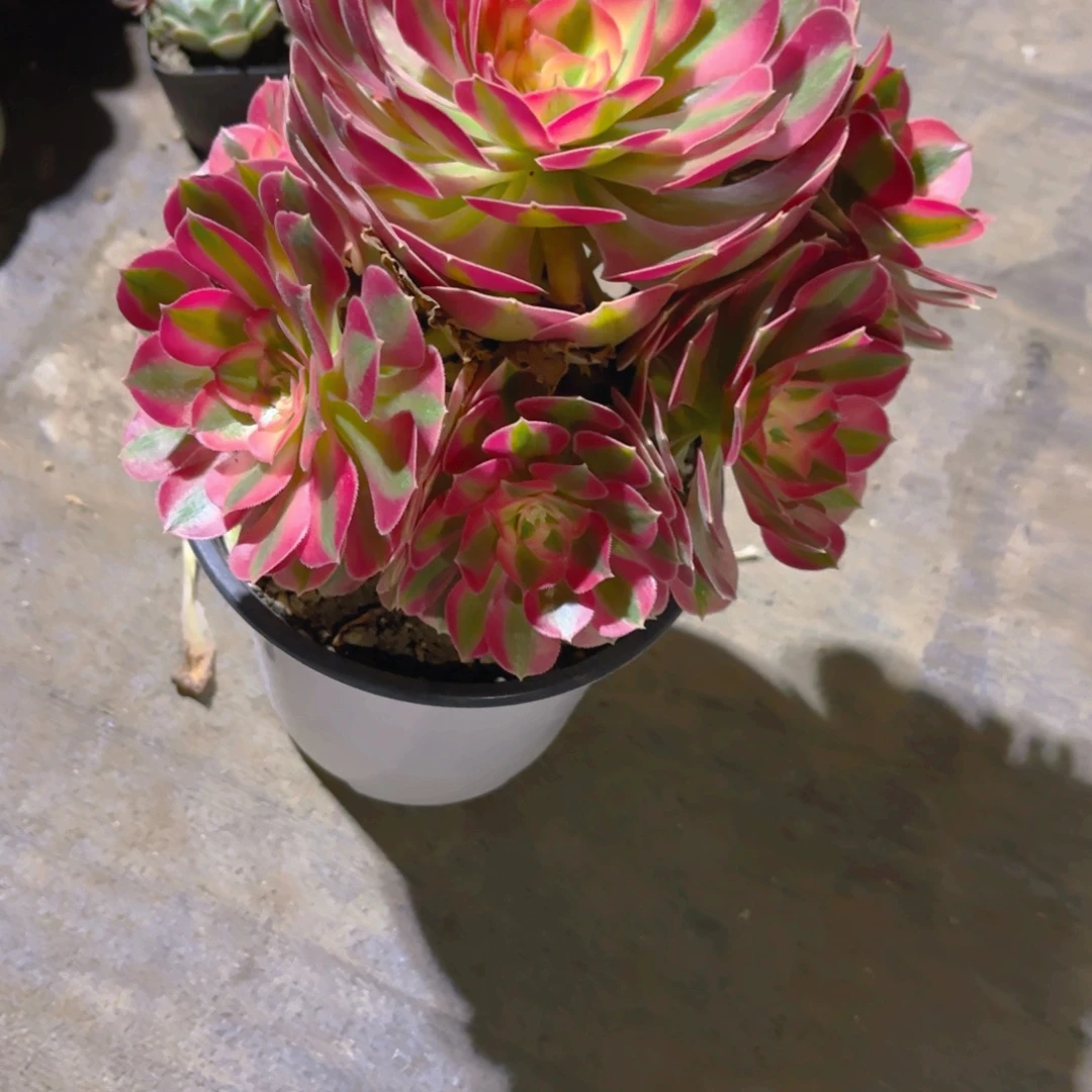 橘****粉女巫新疆包邮新疆包邮14cm