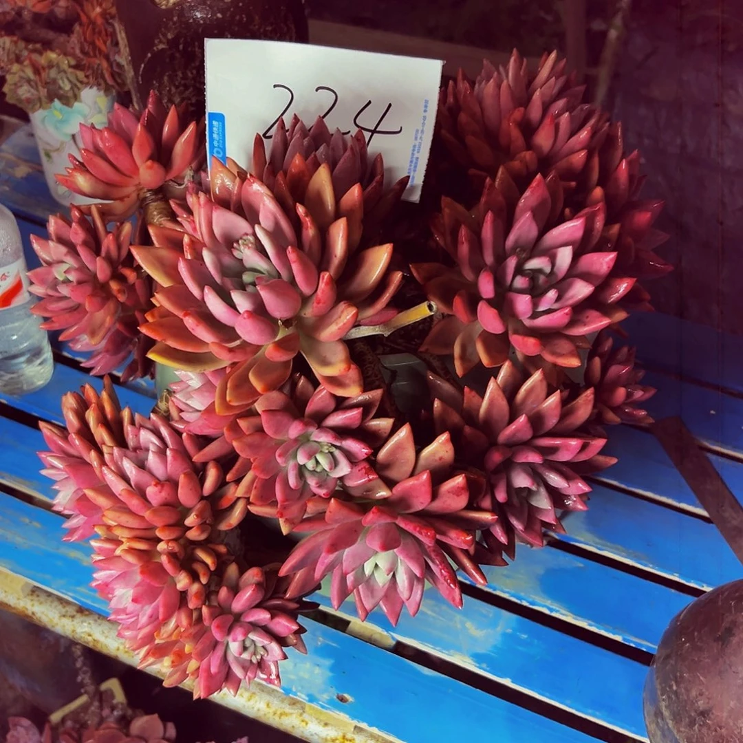 方***其224号一物一拍带盆