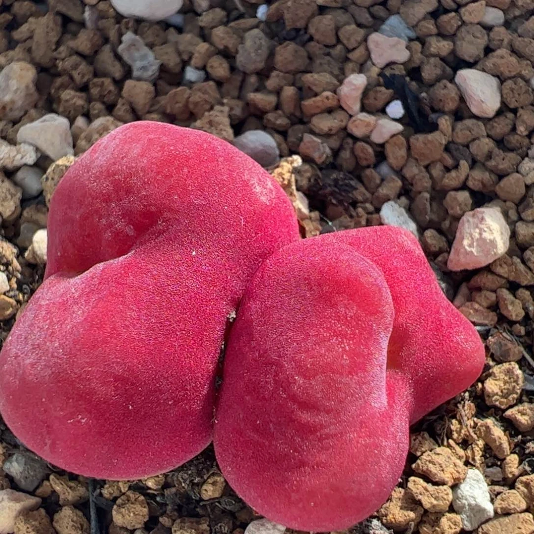 大****✨731多肉植物百科