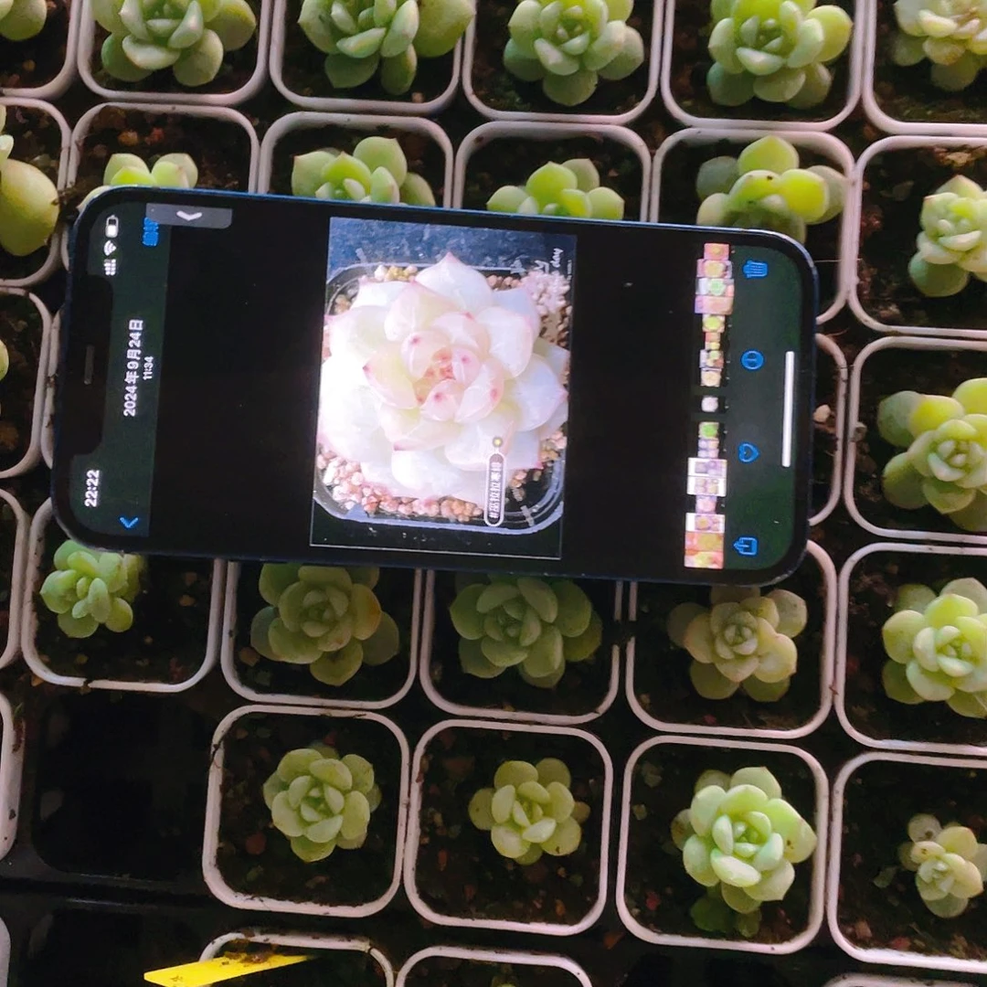 寒非盆一个满25包邮