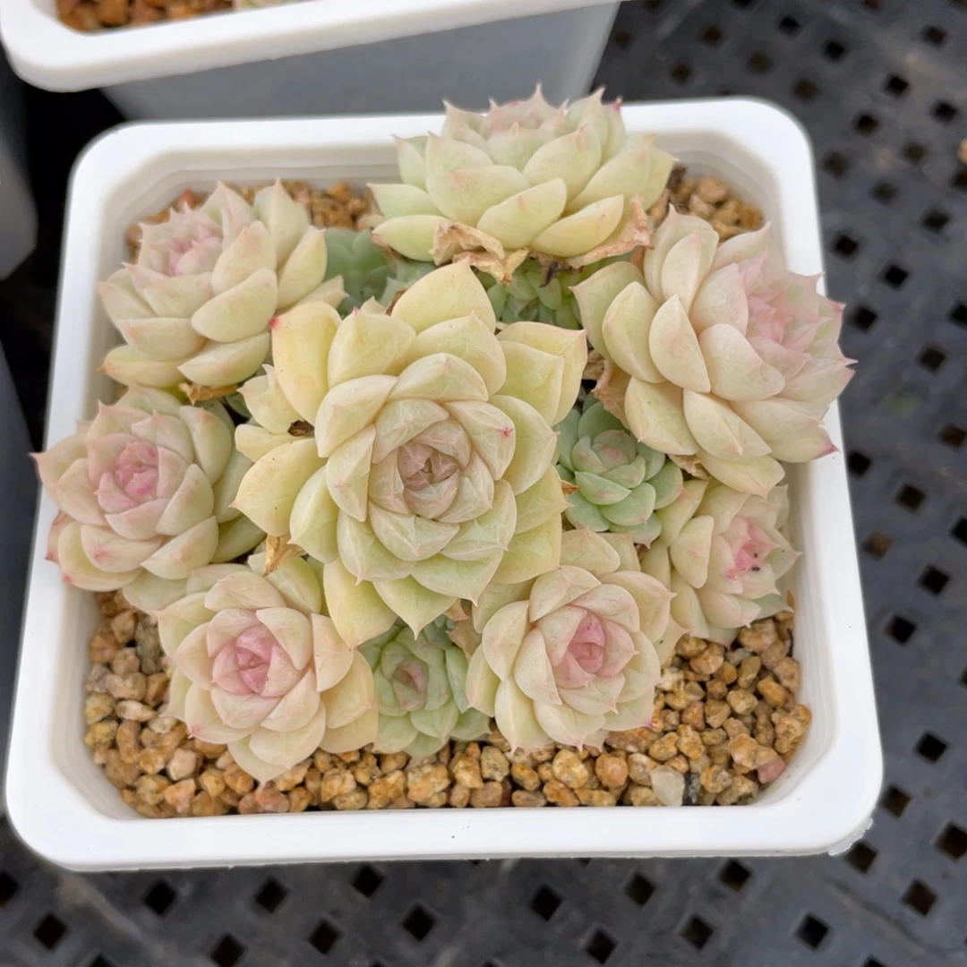 优选白底紫心女王2679