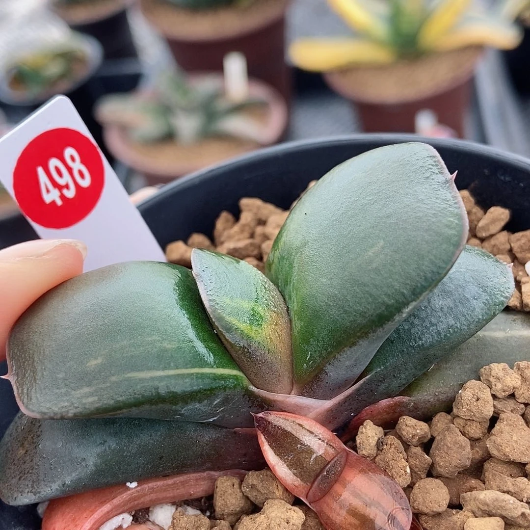 498卧牛实生锦带侧牙带盆发货