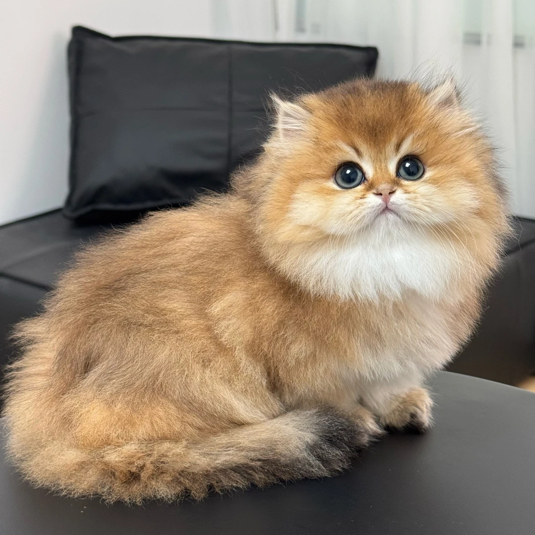 （全款咨询主播）熊版长毛金渐层妹妹活体猫