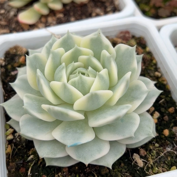 露娜莲锦一物一拍锦龙