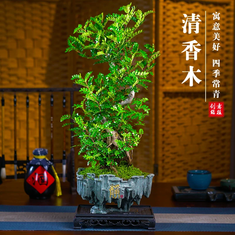 清香胡椒木桌面盆栽室内客厅阳台庭院绿植四季常青好养盆景