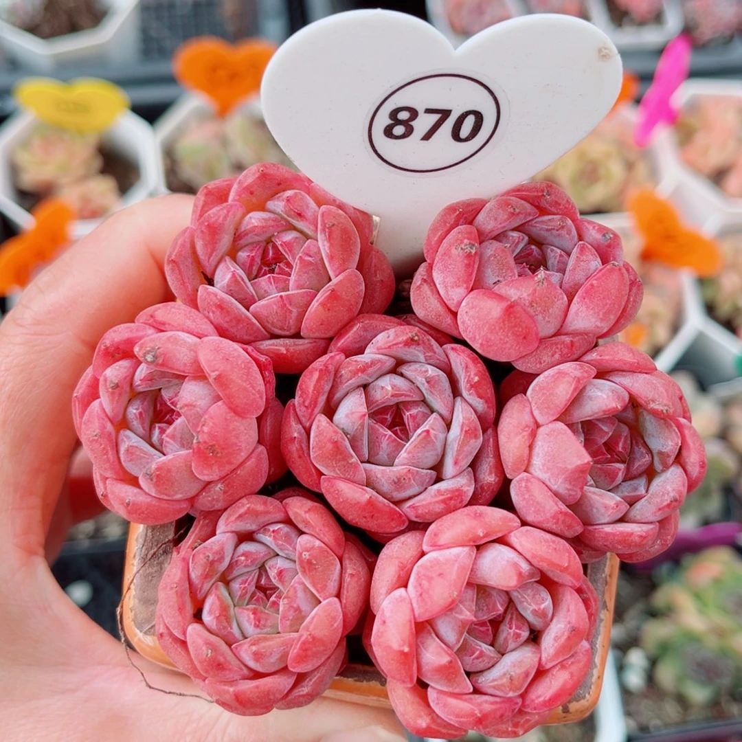 870号糖钻单头7颗组合