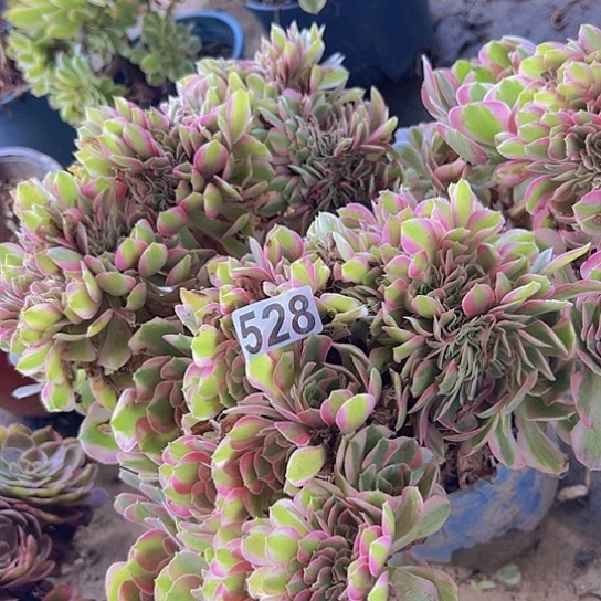 吻***天多肉植物一个香非