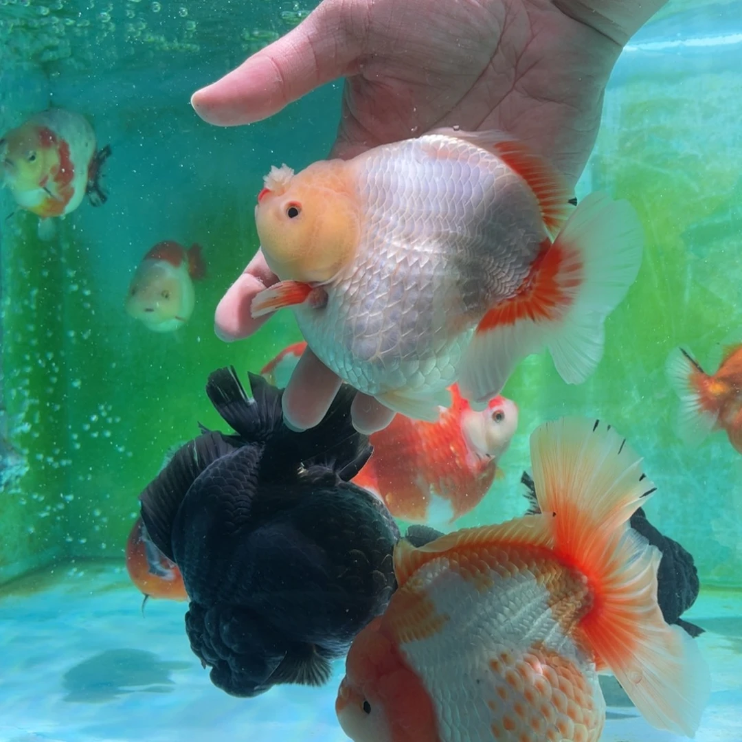 金鱼泰师金鱼1条包邮