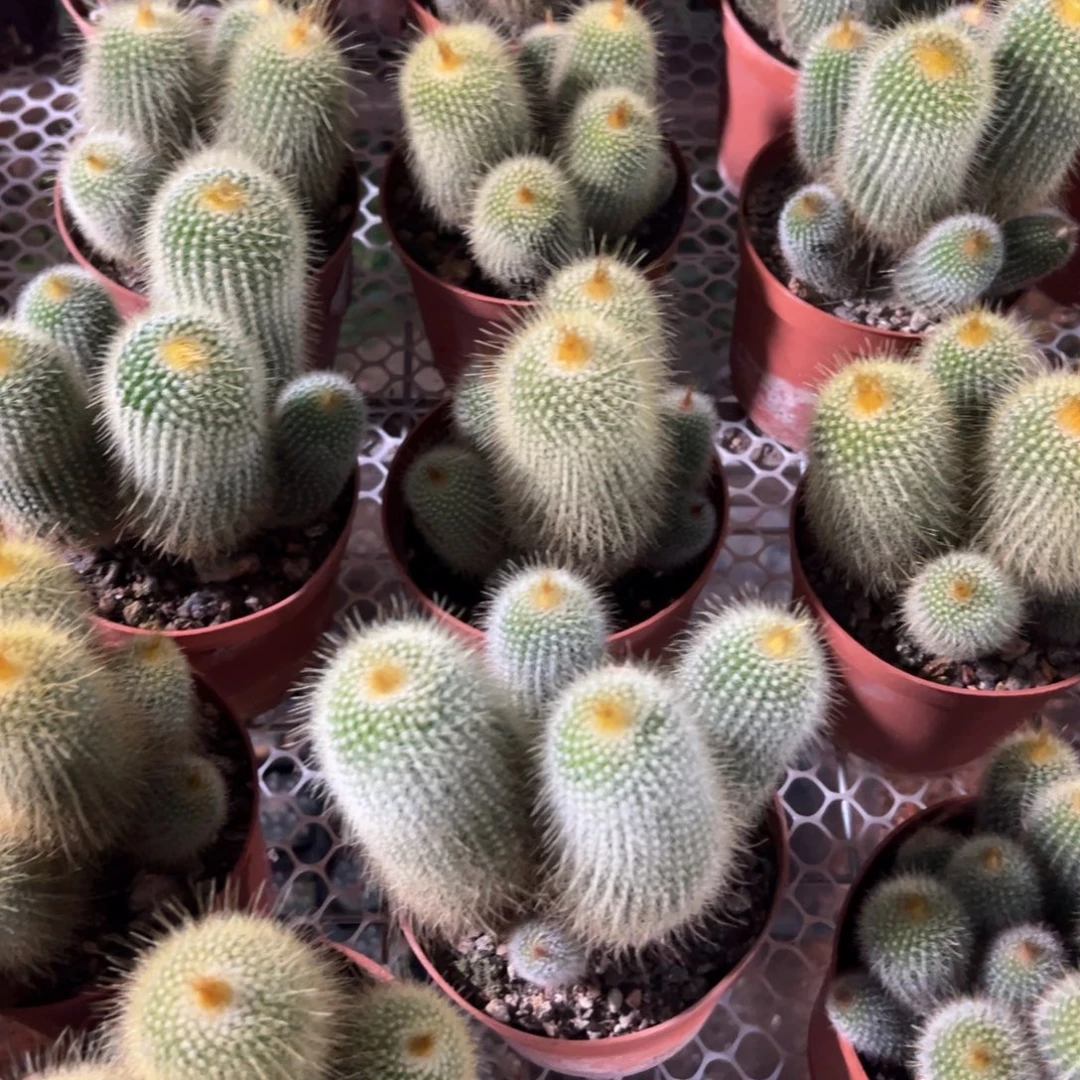 金丝猴实生随机一颗