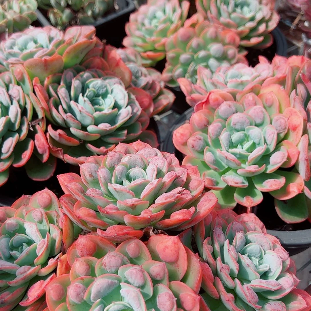 雨滴多头群生老桩