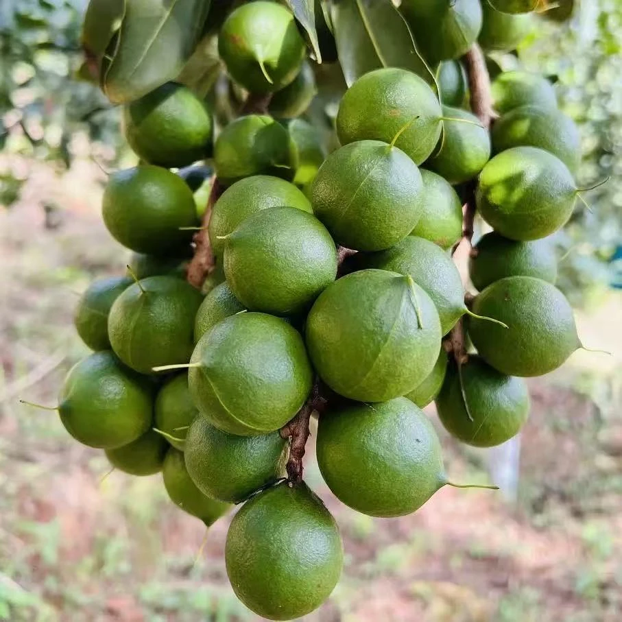 云南新鲜夏威夷果新鲜采摘带青皮发货清甜自然奶香（半斤无开果器）