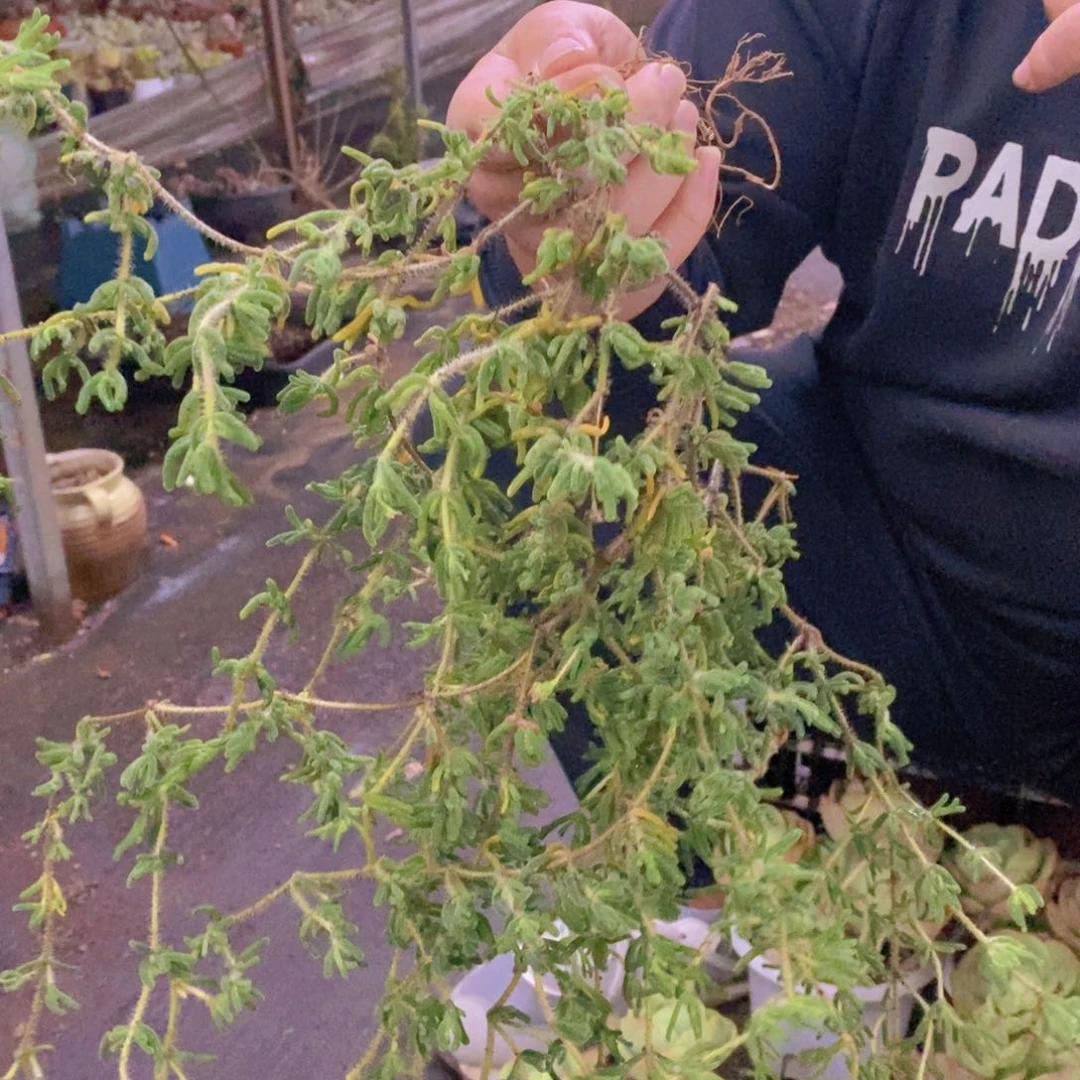 枝干番杏整桩整群