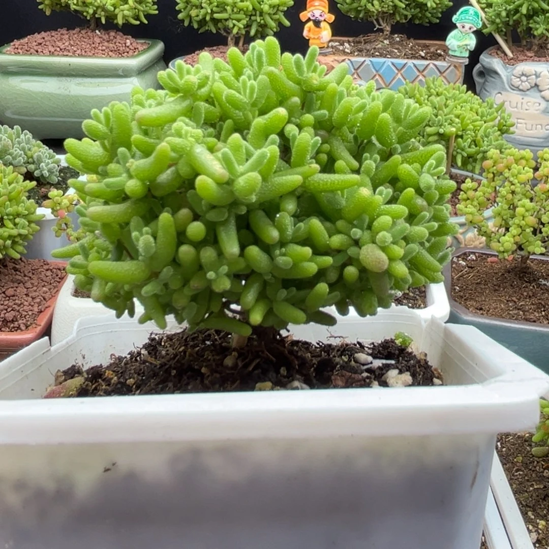 21蜜桔糖球优选枝干