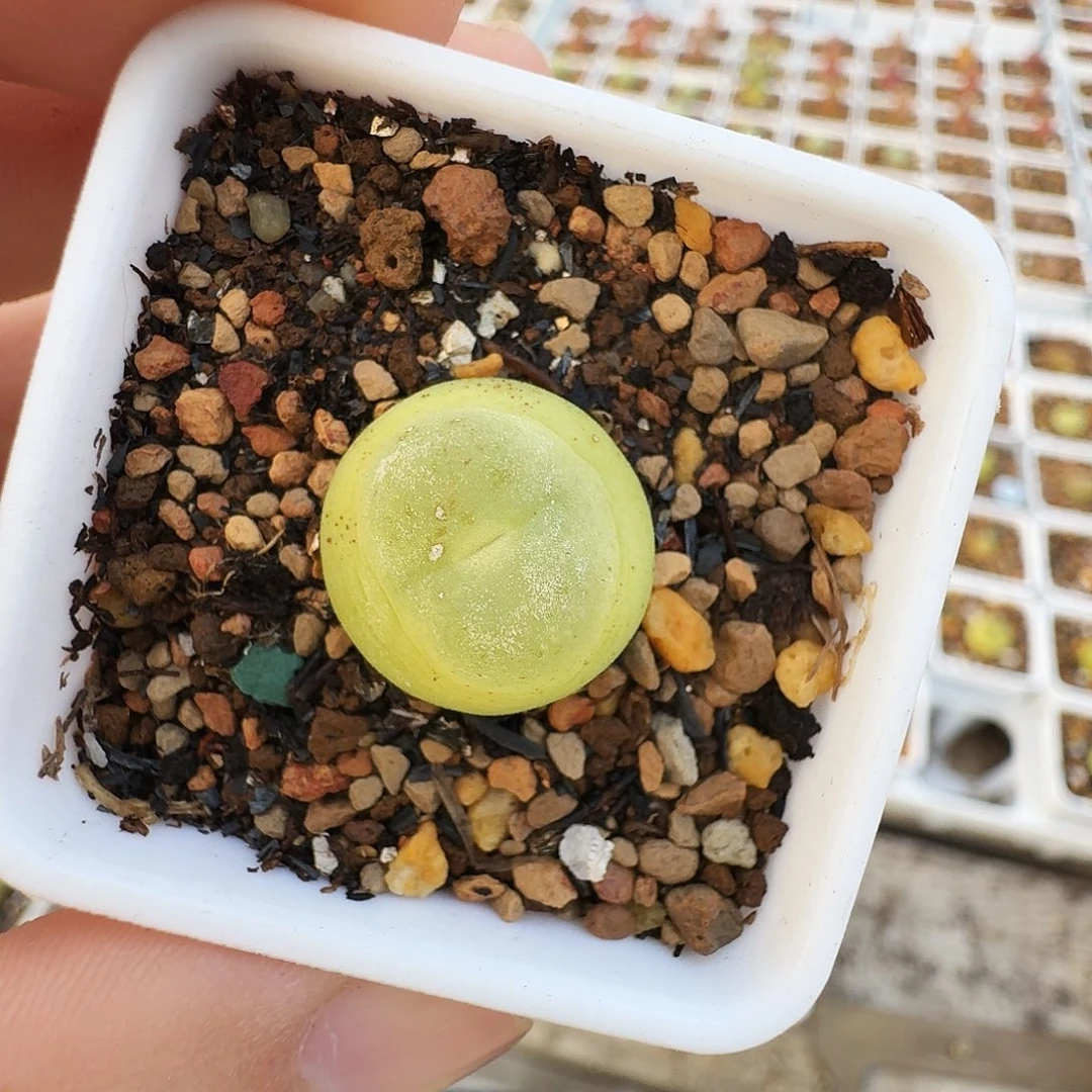 D***.多肉植物福利拉登974