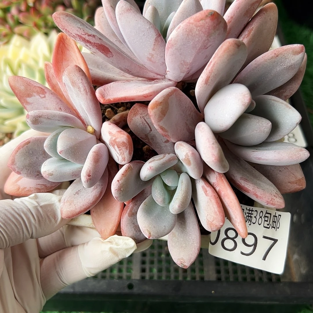 无花朵多肉一物一拍植物0897