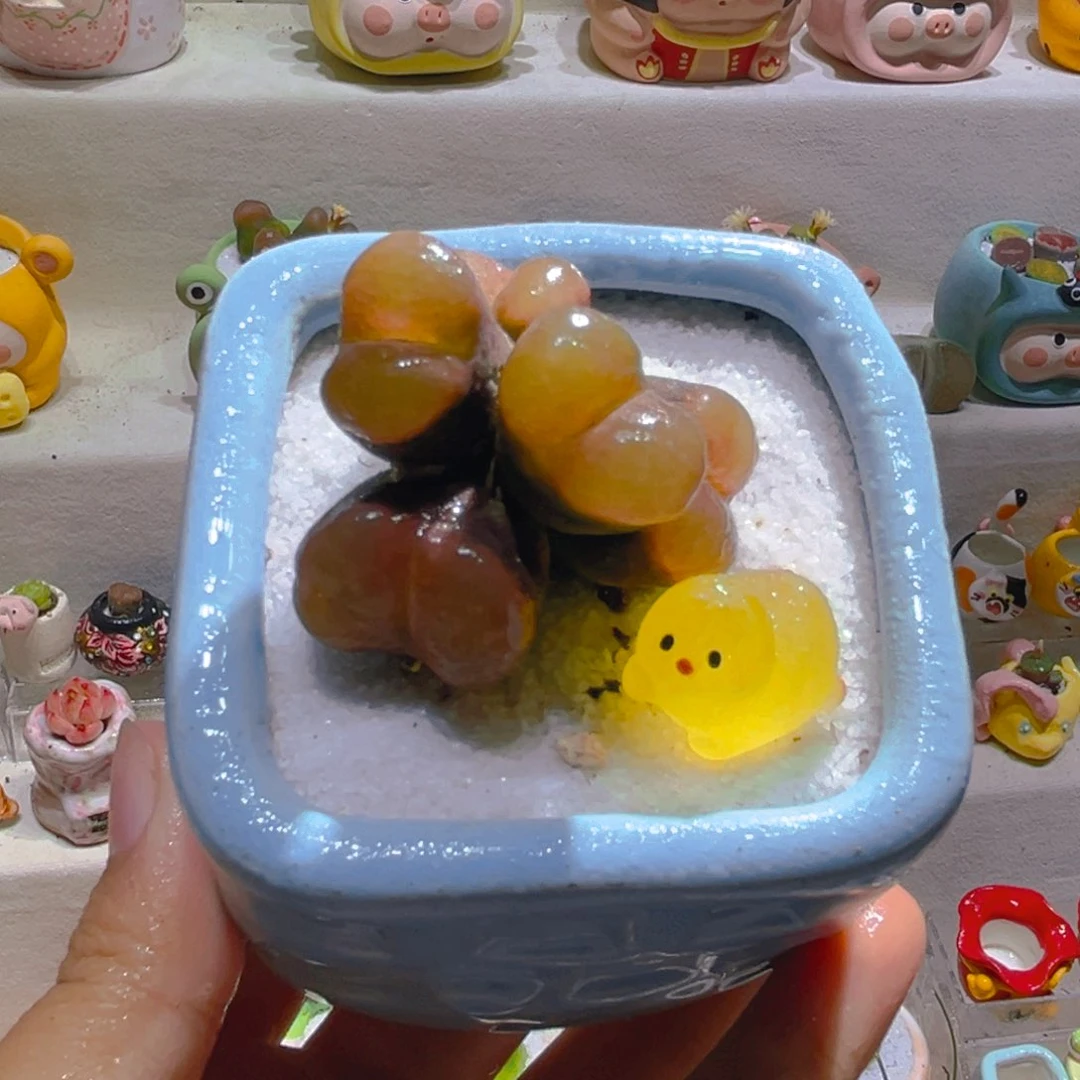 028高端多肉带盆土一套58