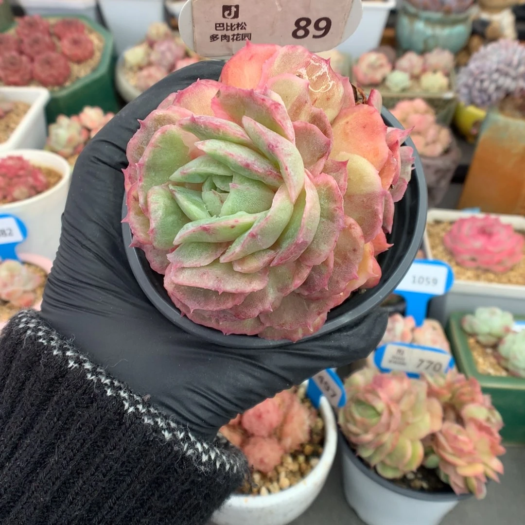 89 昂斯诺石化多肉