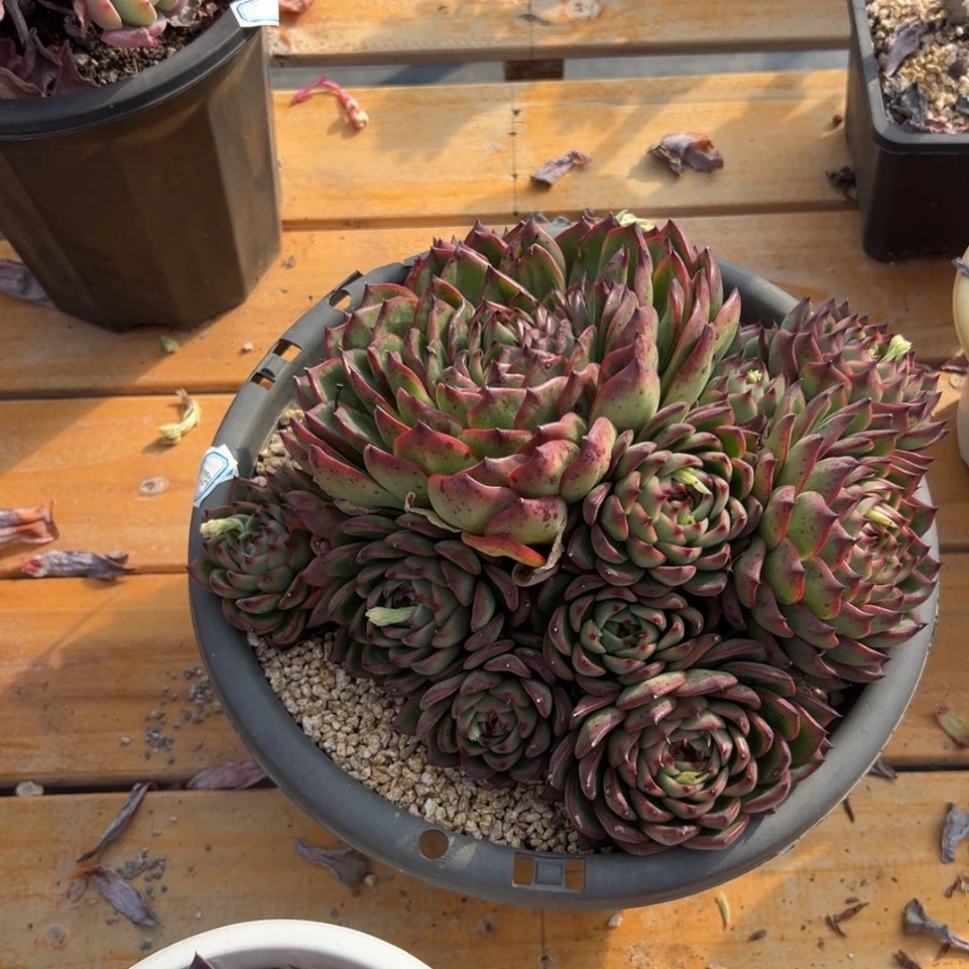 多肉月亮石【非偏远地区满18包邮】