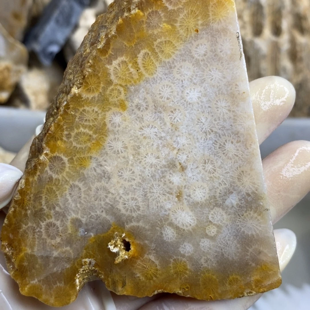 【闪购商品】硅化玉颈饰未镶嵌
