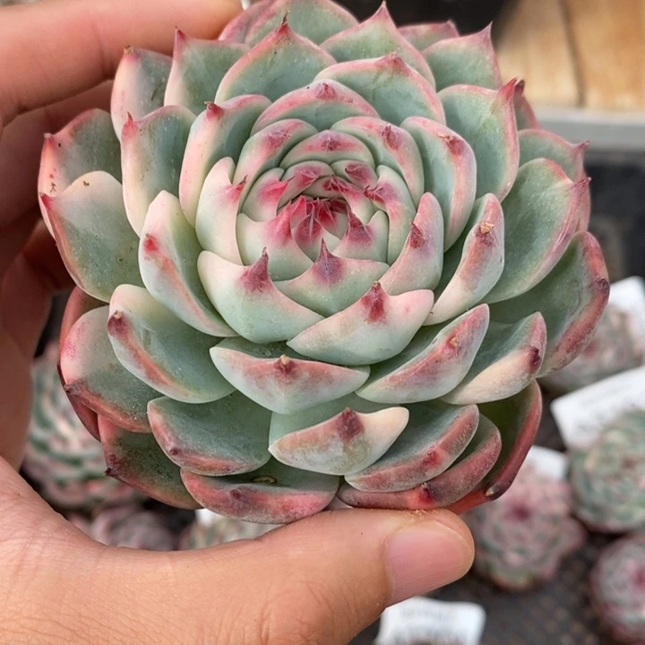 吉娃娃锦多肉植物A3201