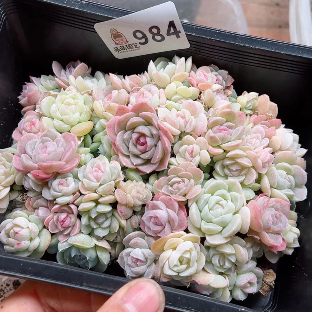 多肉植物多肉植物