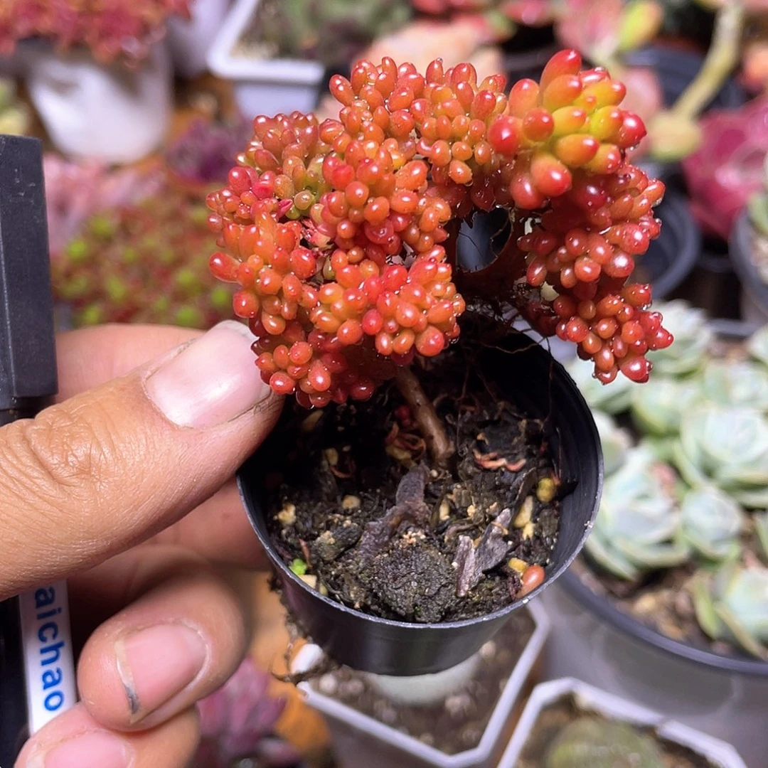 红浆果缀化带盆发货