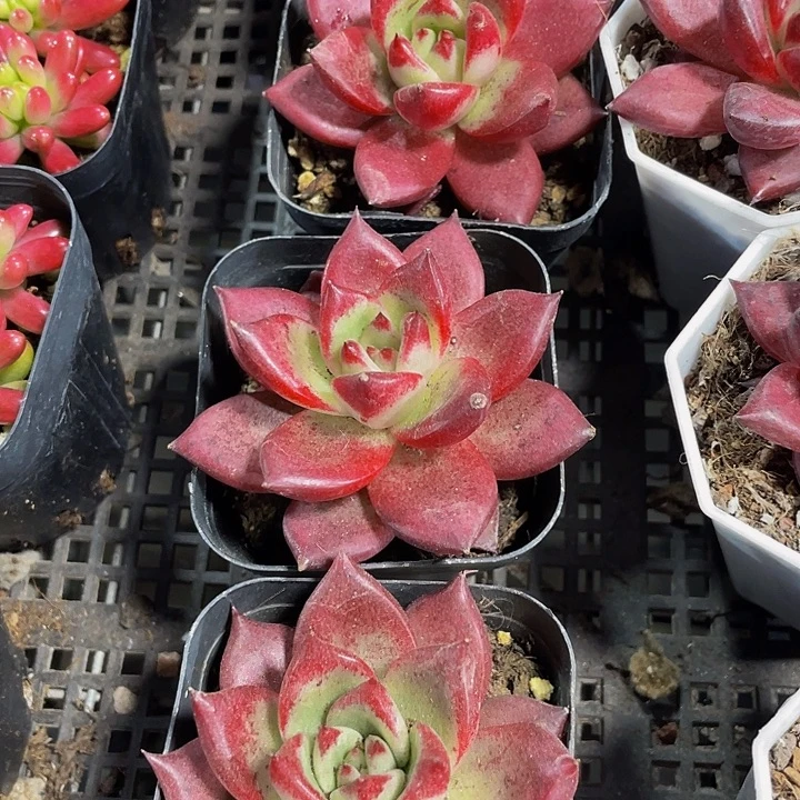 大罗宾带盆土发货