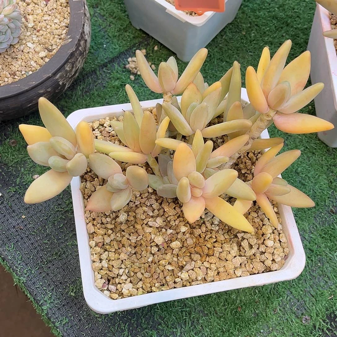 黄颜色的香蕉美人