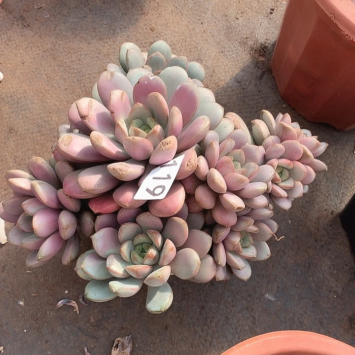 119葡萄一物一拍多肉