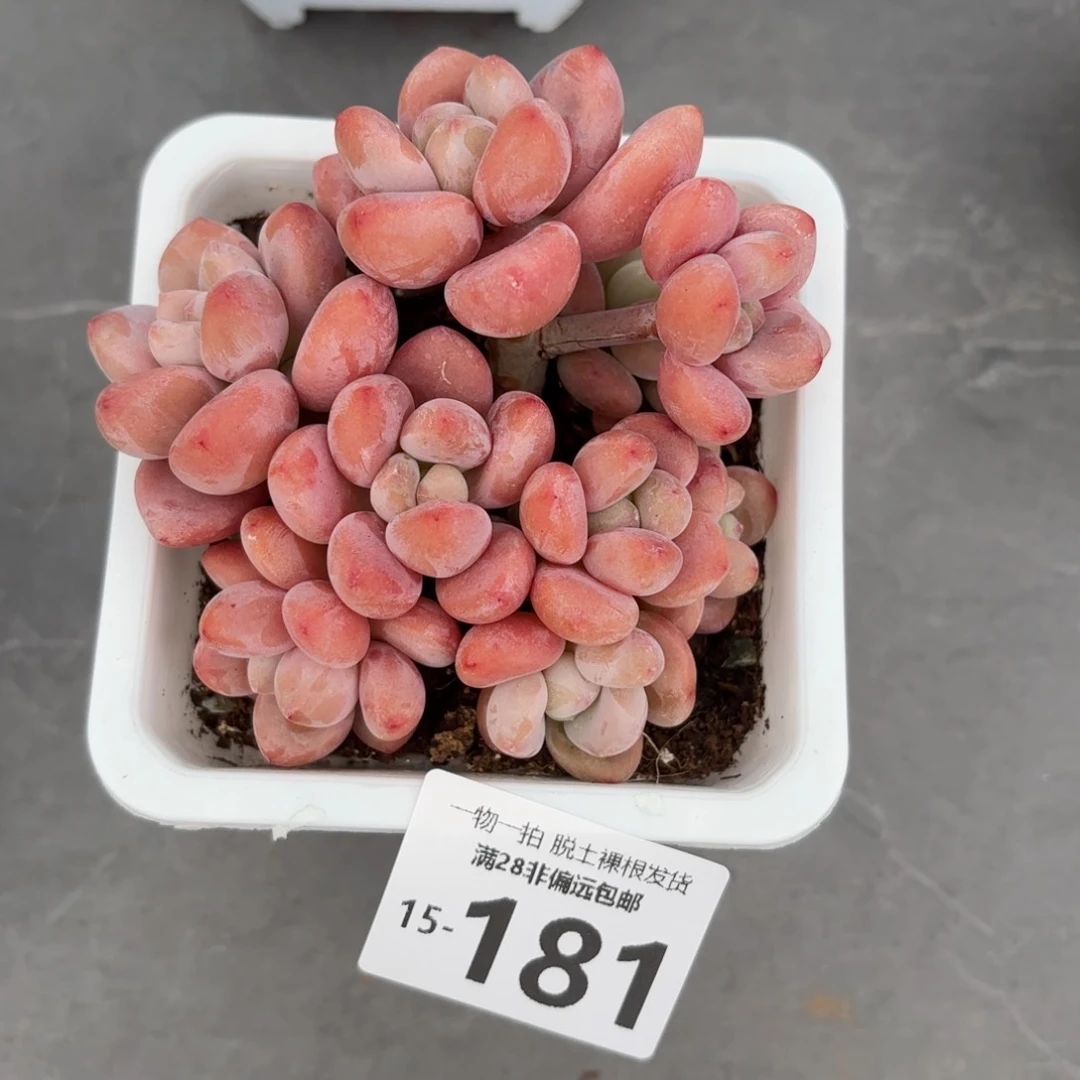 红洛神老桩多肉多肉