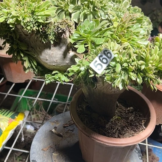芷***香一颗多肉大事有瑕疵 566