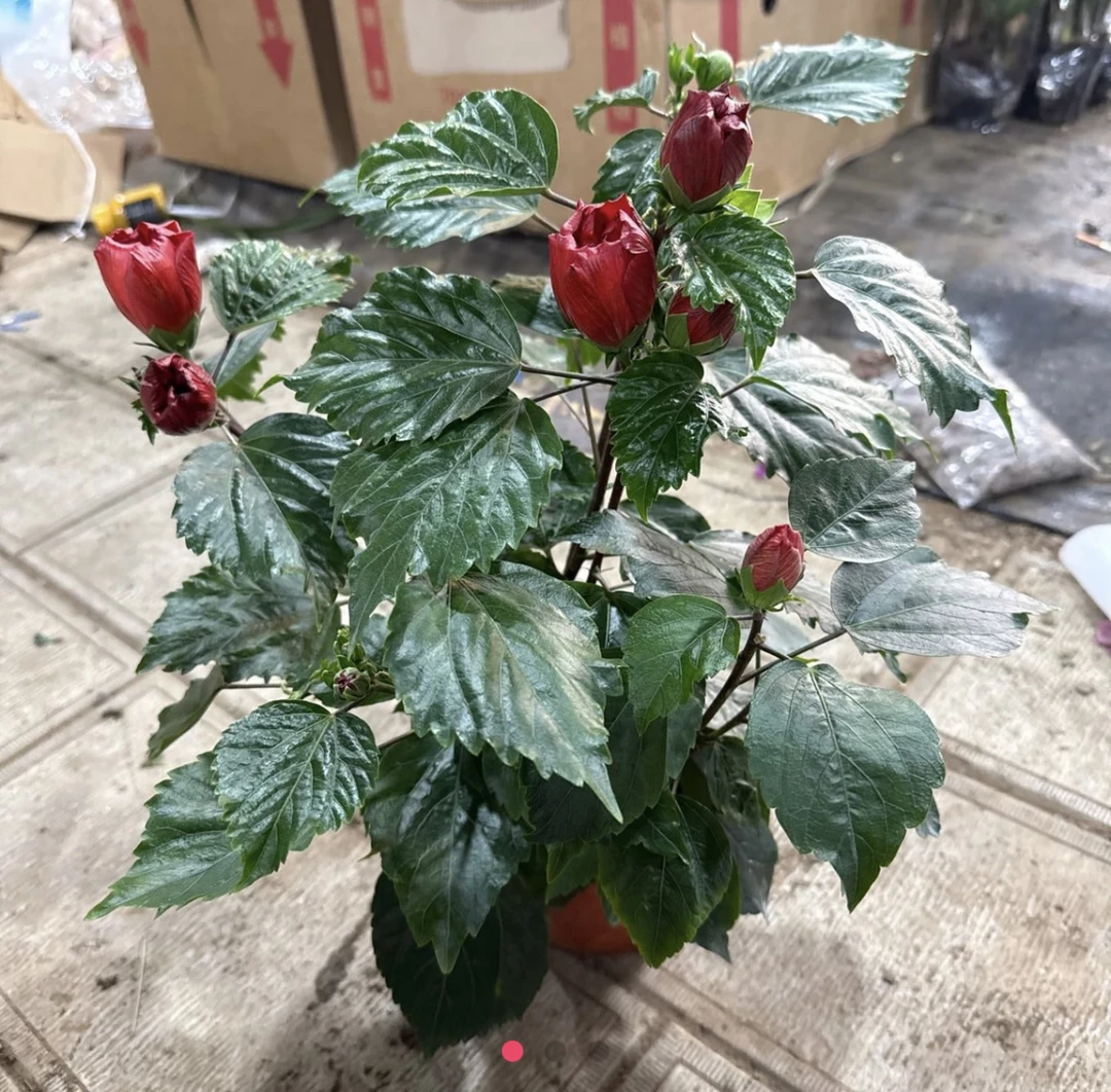 随机双颗双色丹麦木槿花苞发