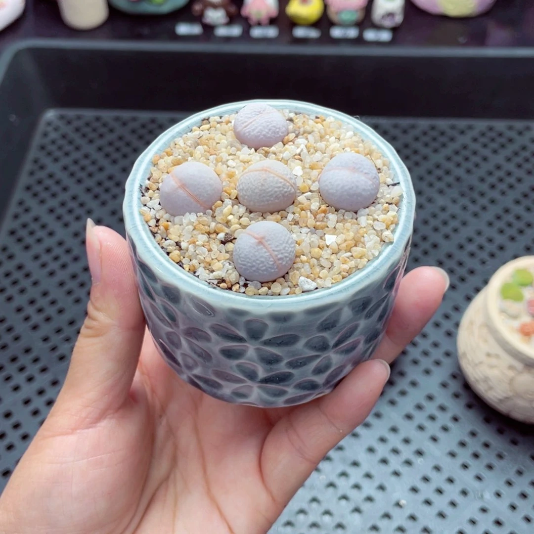 w1985 带盆土发货一物一拍