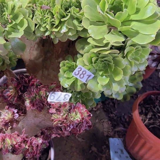 艾***姐多肉植物两个有伤法师